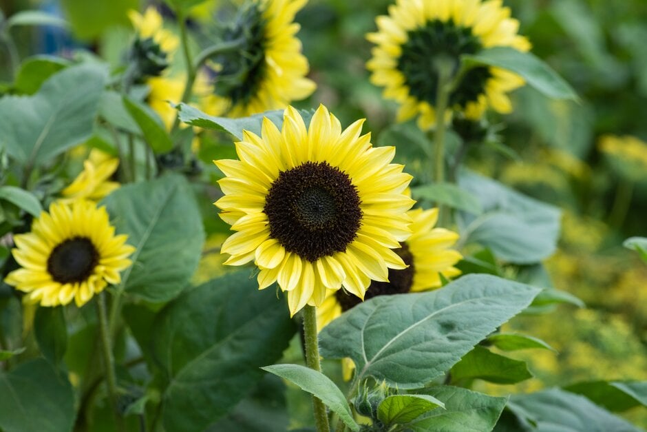 sunflower 'Valentine'