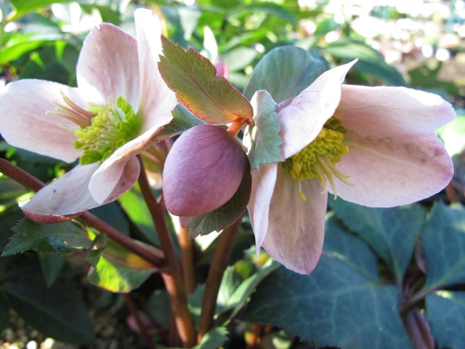 hellebore 'Pirouette'
