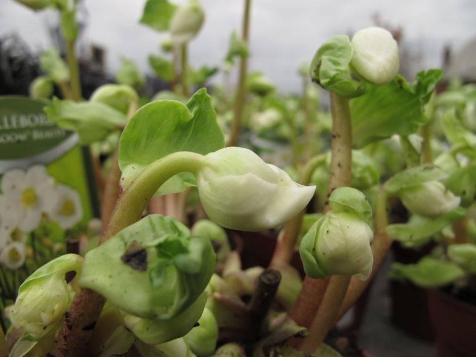 hellebore 'Verboom Beauty'