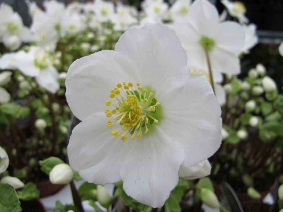 hellebore 'Verboom Beauty'
