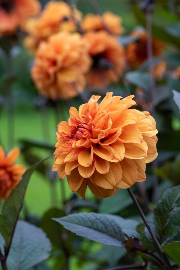 dahlia 'David Howard'