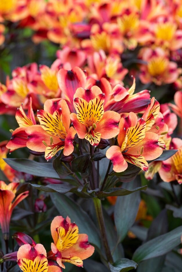 Peruvian lily [Indian summer]