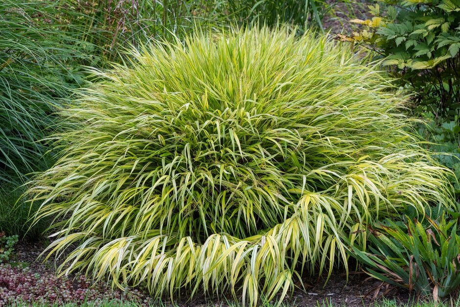 golden hakonechloa