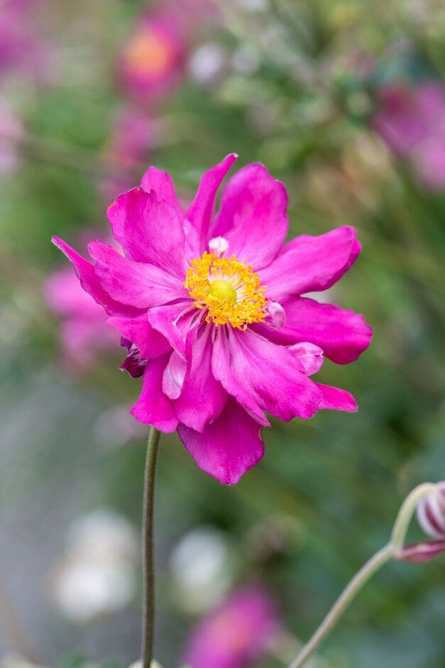 Japanese anemone 'Pamina'