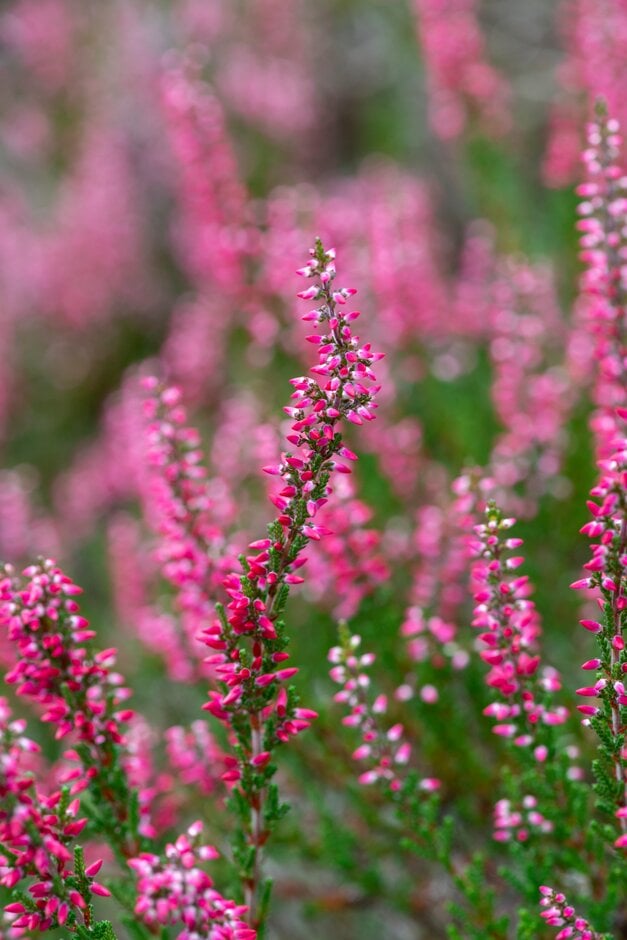 heather 'Alexandra'