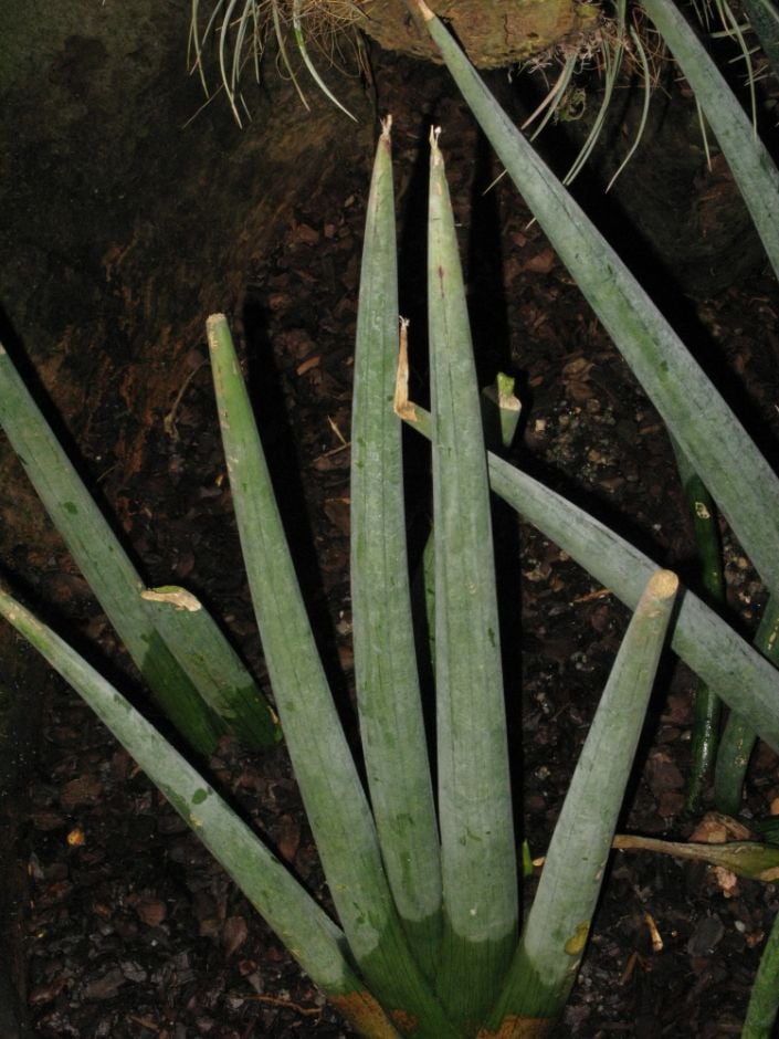 cylindrical mother-in-law's tongue