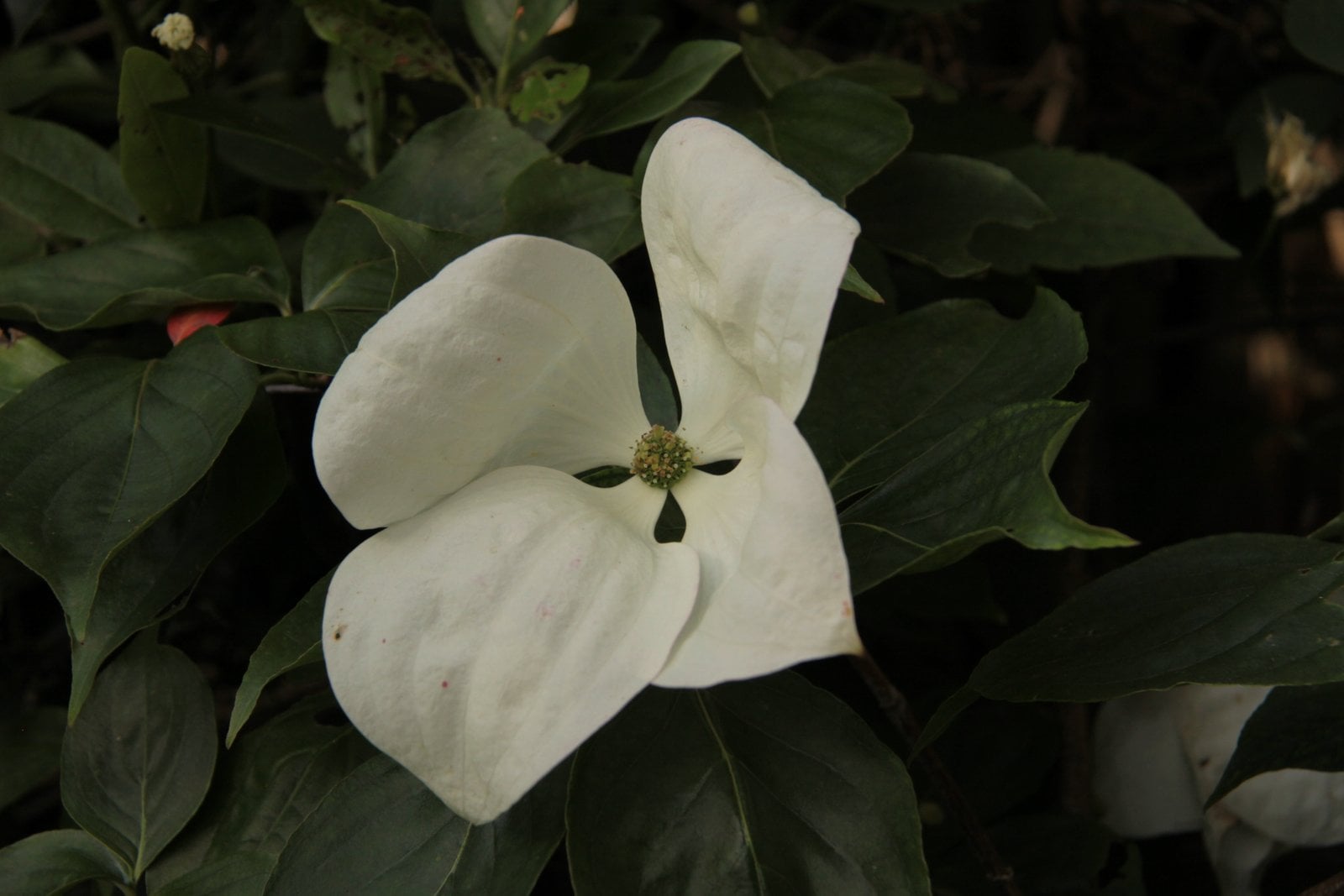 dogwood [Venus]