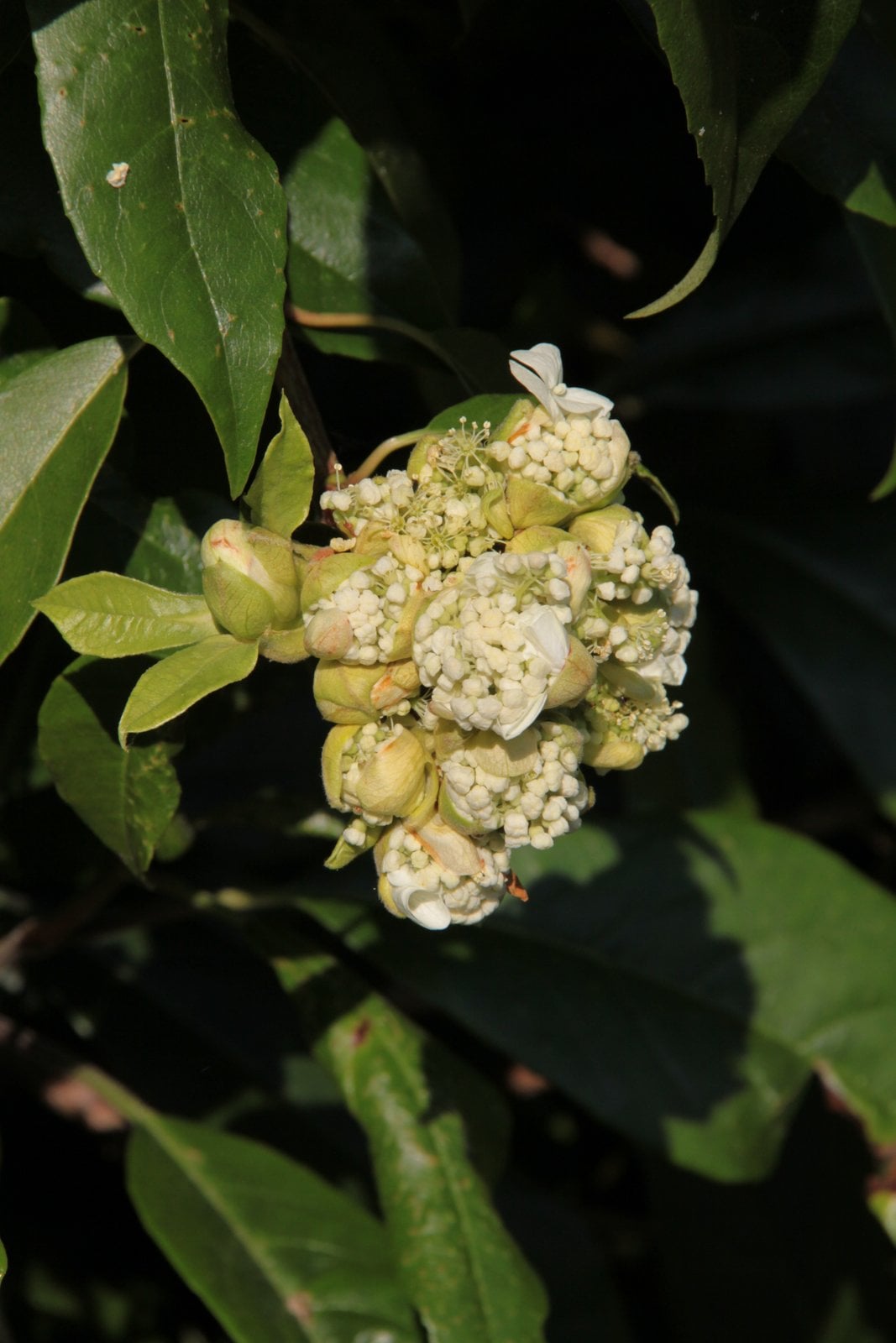 Seemann's hydrangea