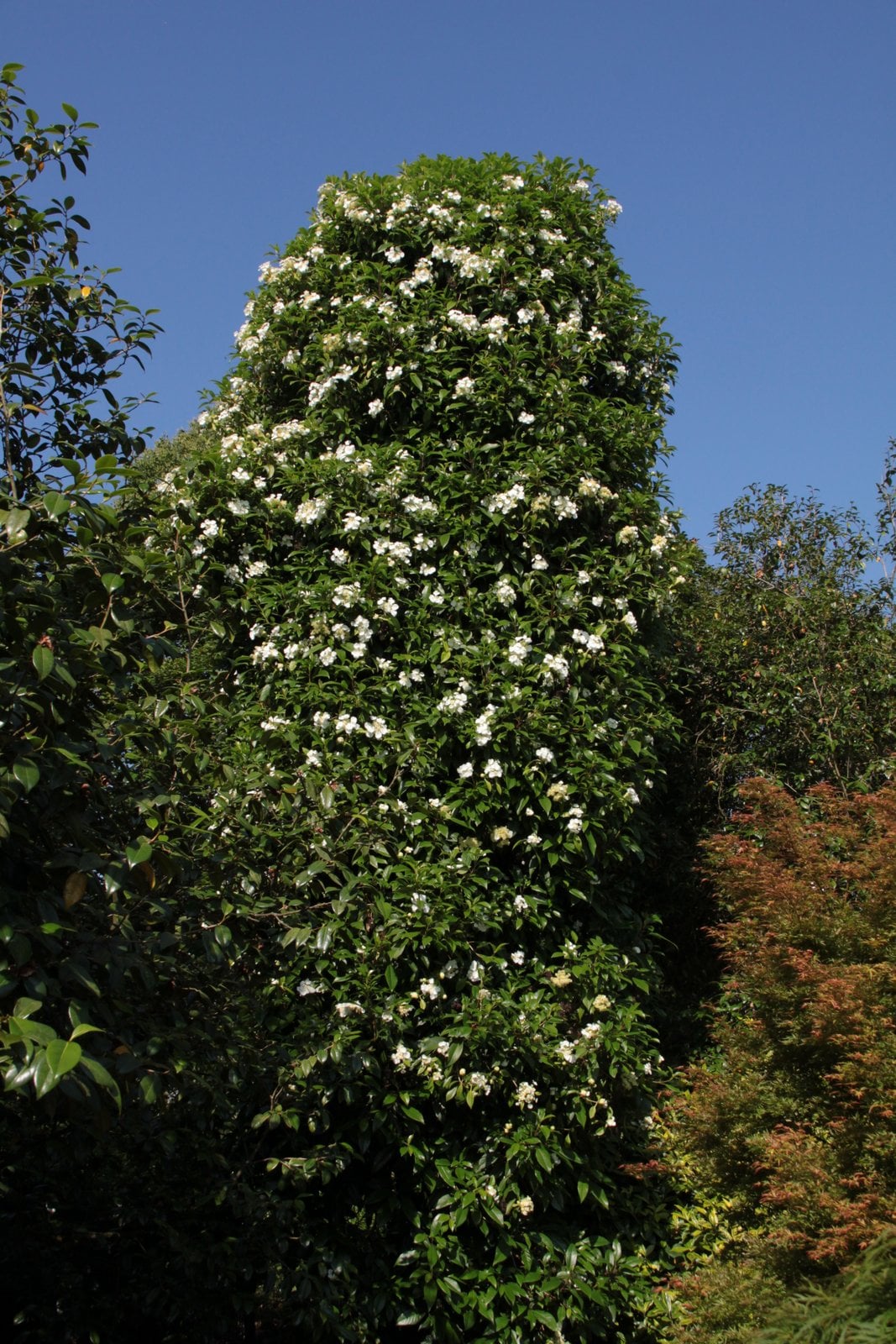 Seemann's hydrangea