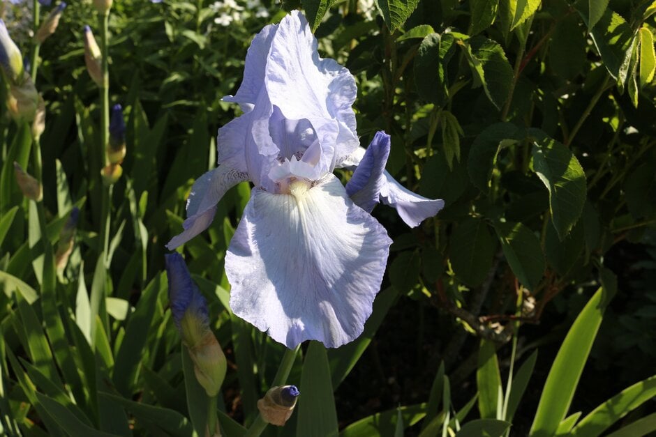 iris 'Jane Phillips'