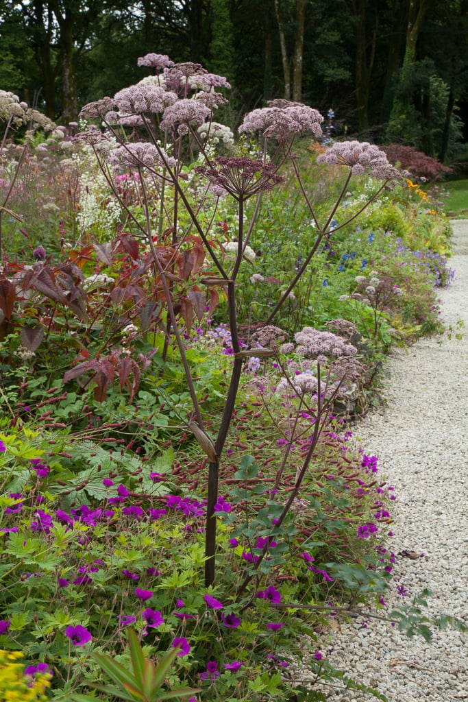angelica 'Vicar's Mead'