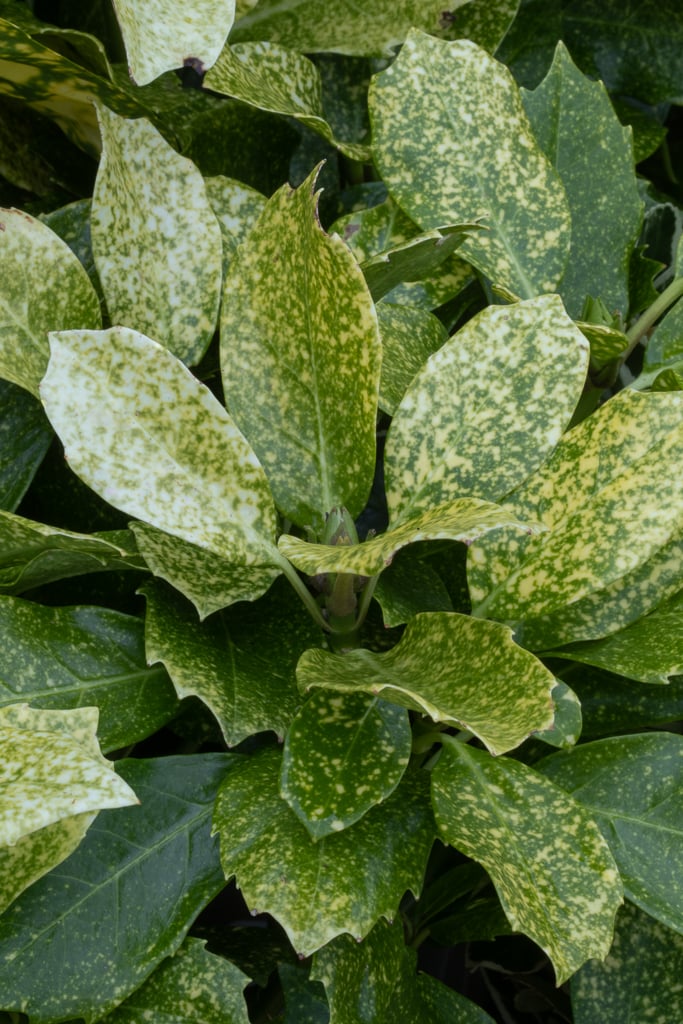 Japanese laurel [Pepper Pot]