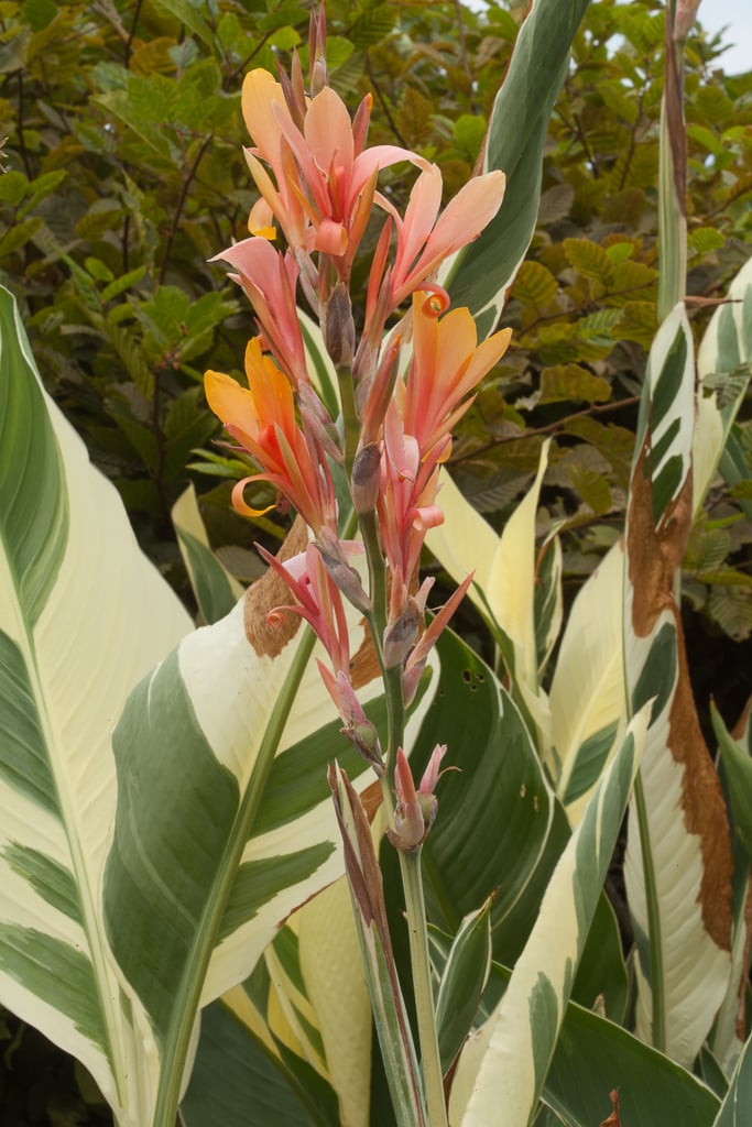 canna 'Stuttgart'
