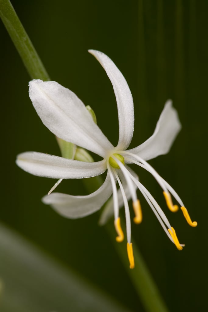 spider plant