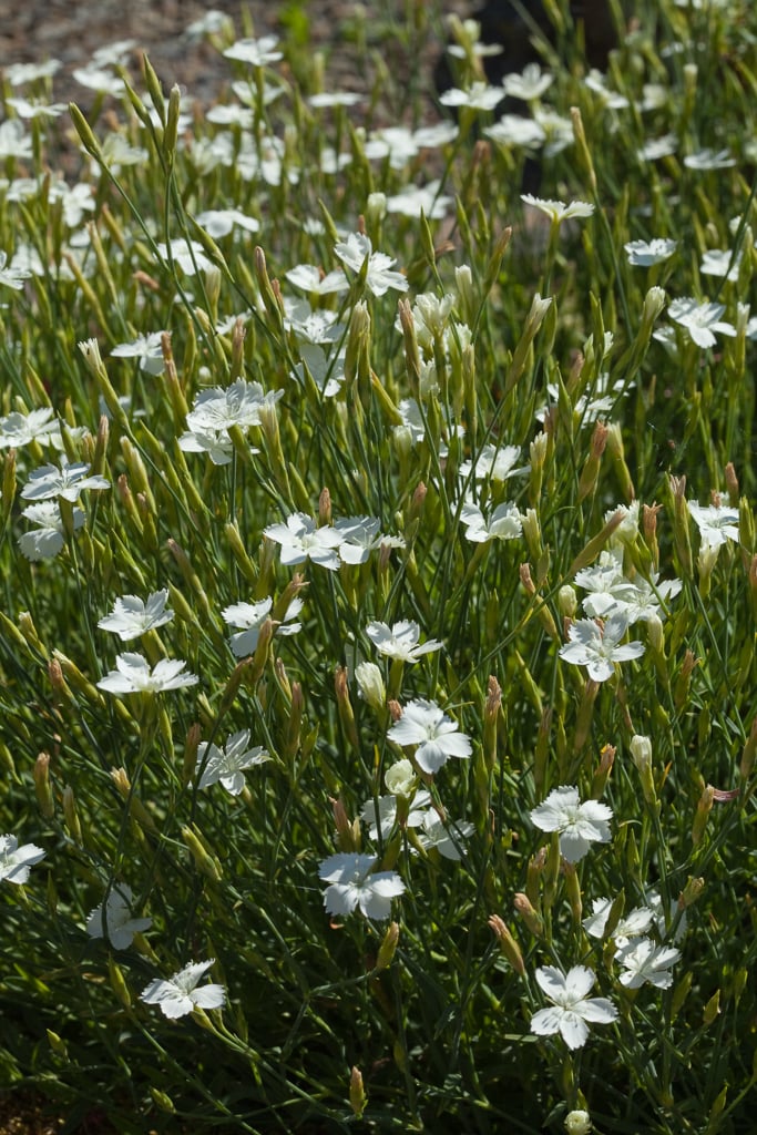 maiden pink 'Albus'