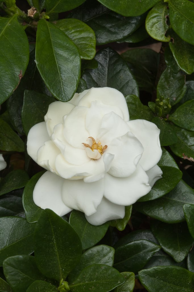 Plant image