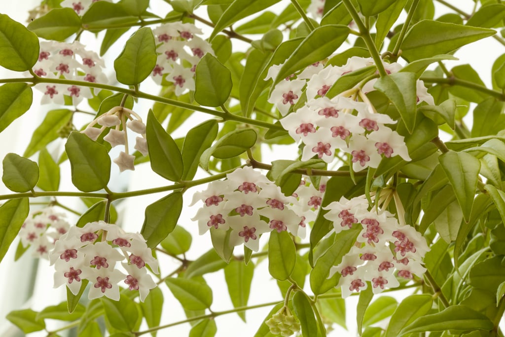 beautiful wax plant