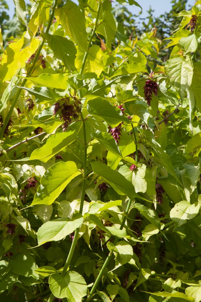 Himalayan honeysuckle 'Gold Leaf'