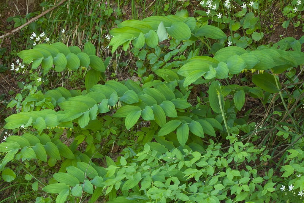 common Solomon's seal