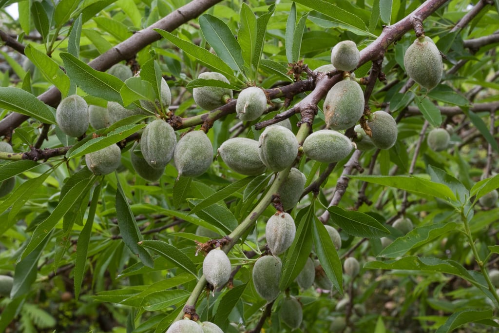 almond