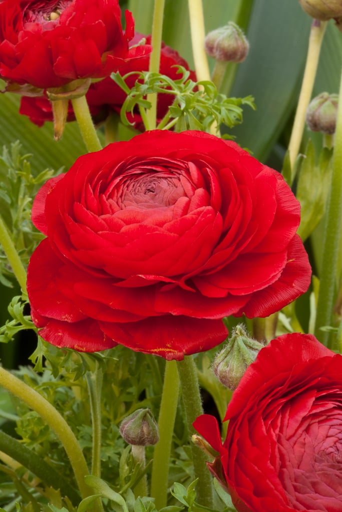 Persian buttercup 'Aviv Red'