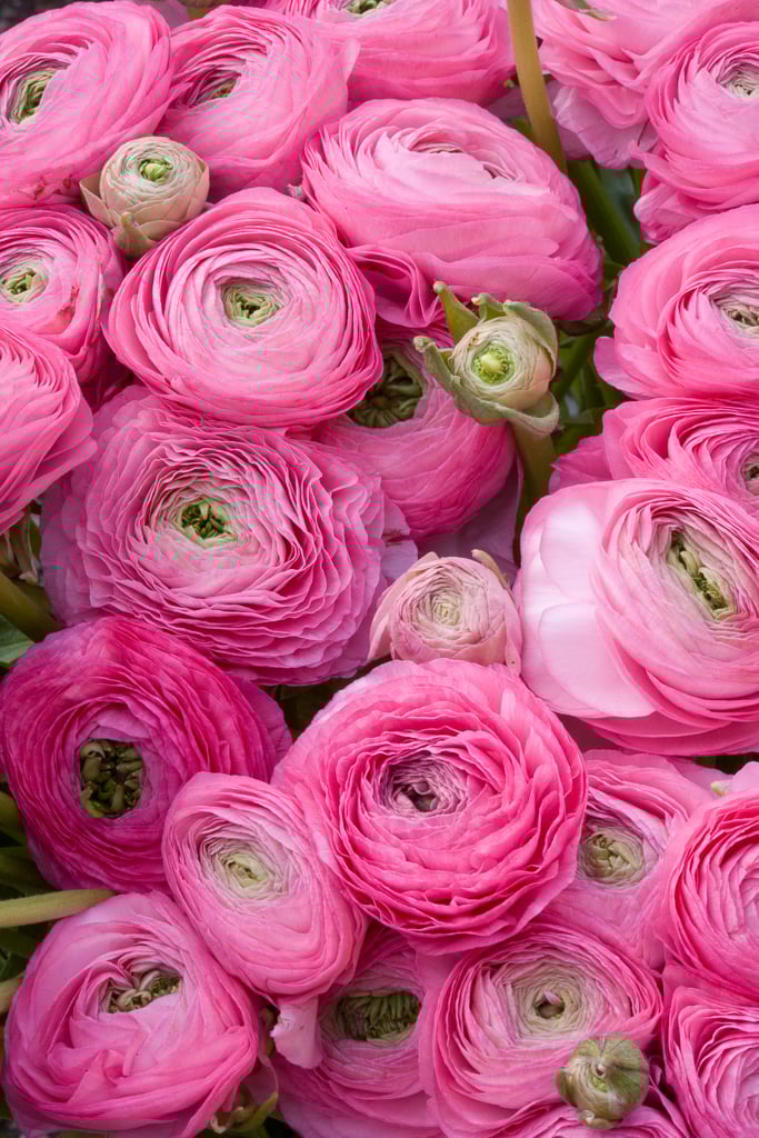 Persian buttercup 'Aviv Rose'