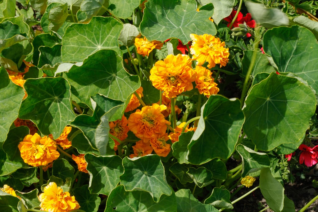 nasturtium 'Darjeeling Double'