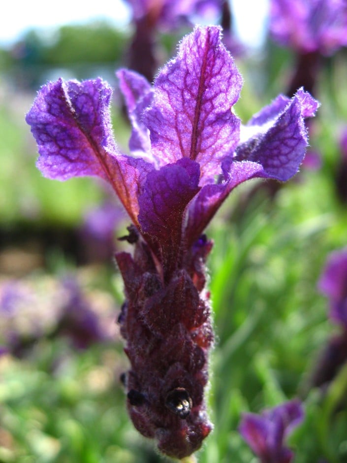 lavender 'Regal Splendour'