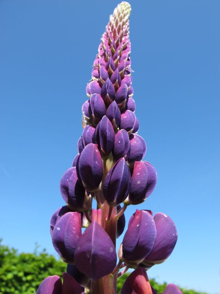 lupin 'Masterpiece'