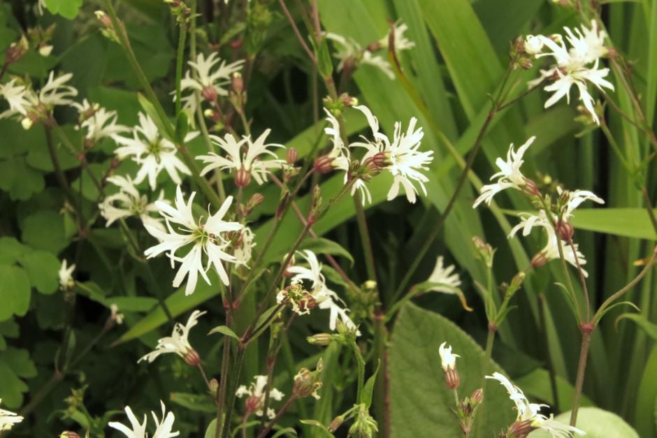 ragged robin 'White Robin'