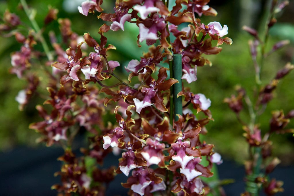 dancing lady orchid Sharry Baby gx