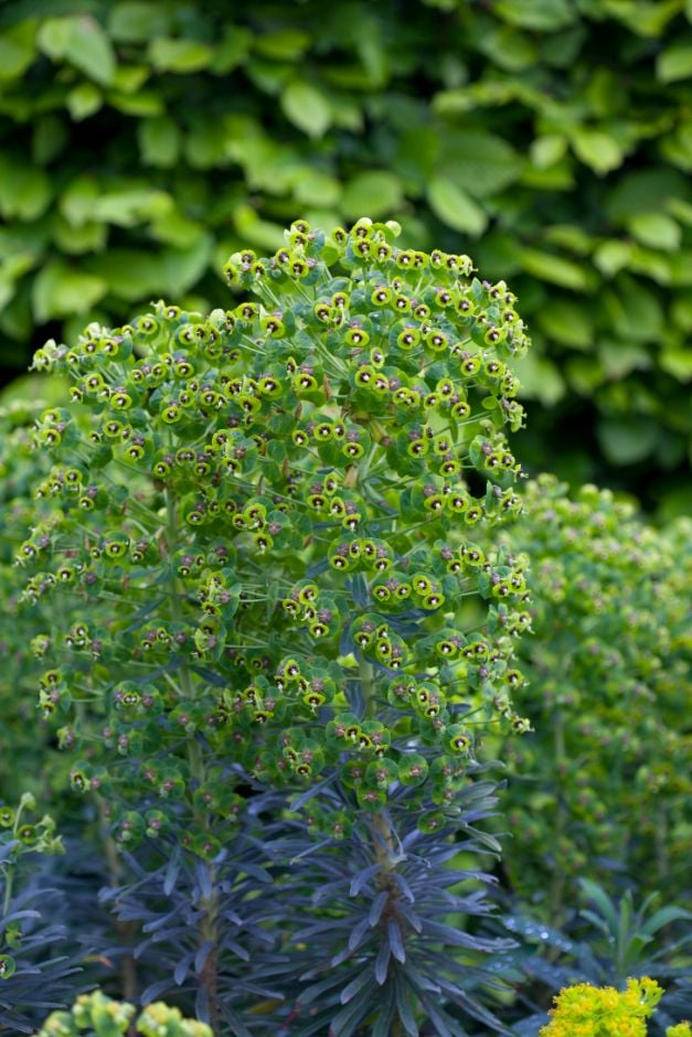 spurge 'Black Pearl'