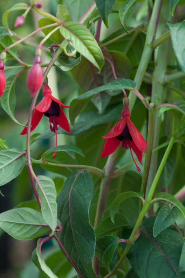 fuchsia 'Lady Boothby'