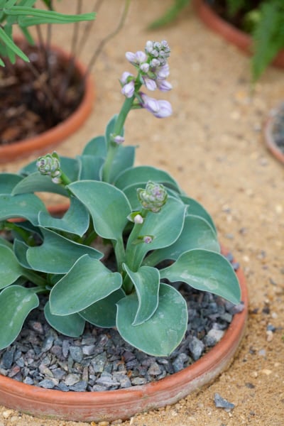 plantain lily 'Blue Mouse Ears'