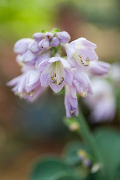 plantain lily 'Blue Mouse Ears'