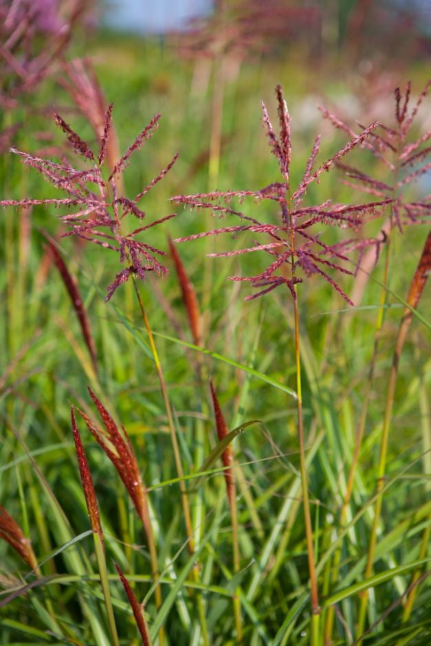 eulalia 'Ferner Osten'