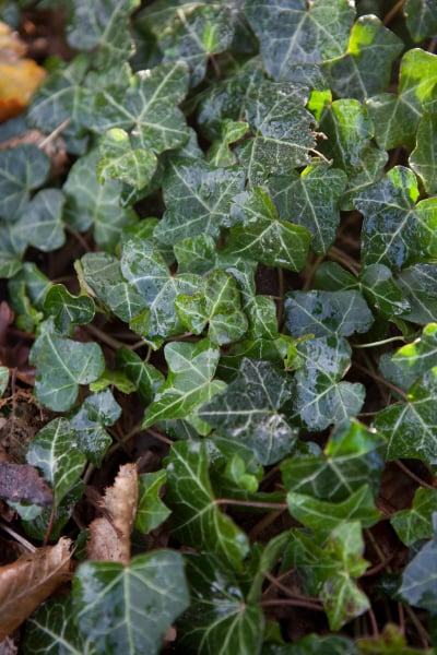 common ivy