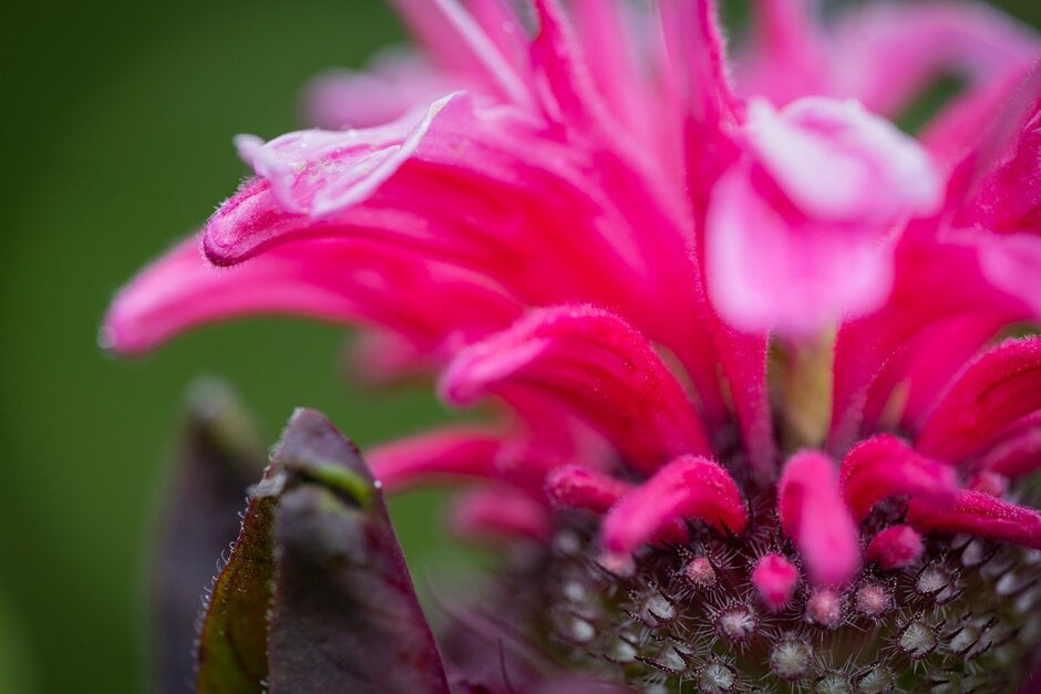 bergamot 'Pink Lace'