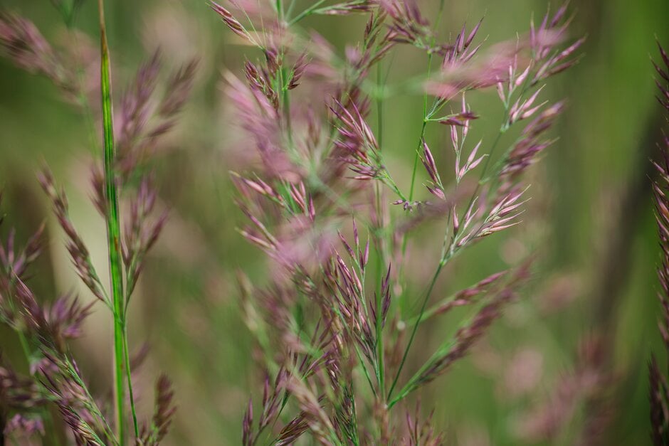 feather reed grass 'Overdam'