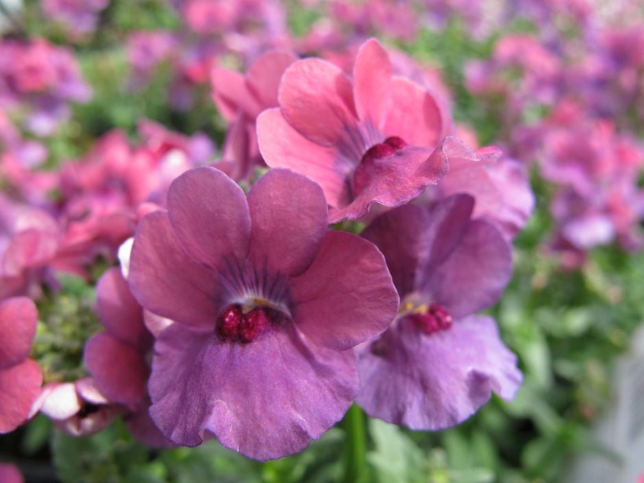 nemesia [Framboise]