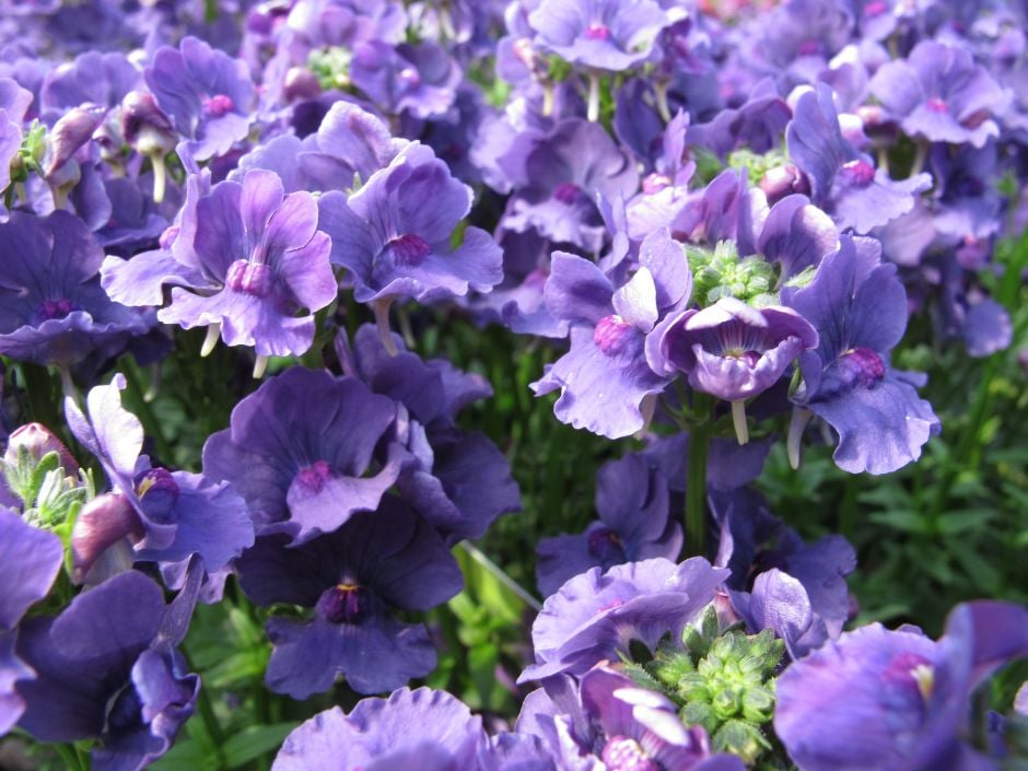nemesia [Myrtille]