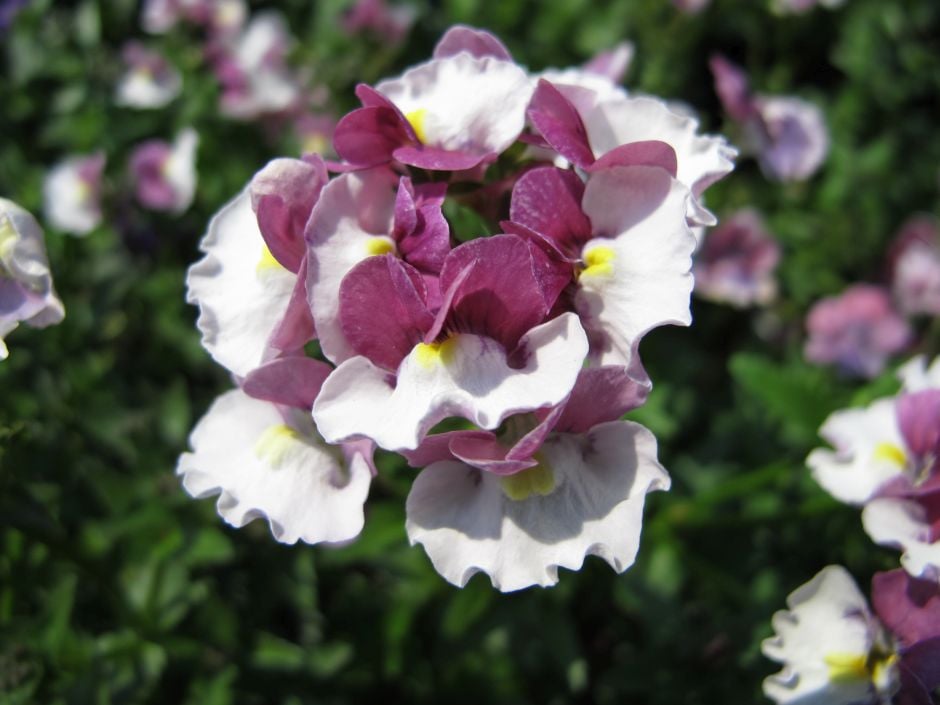 nemesia [Raspberries and Cream]