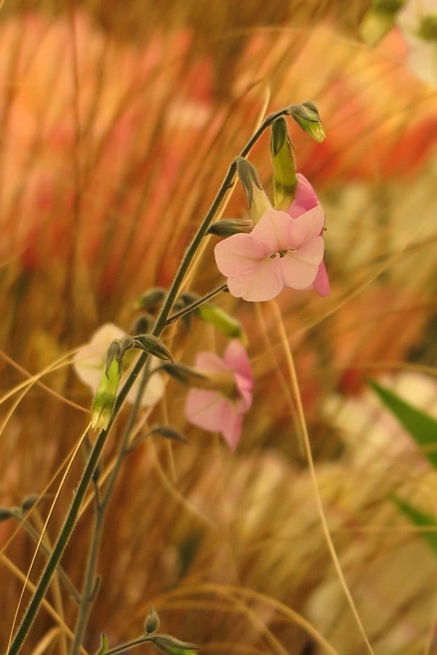 colour-changing tobacco plant