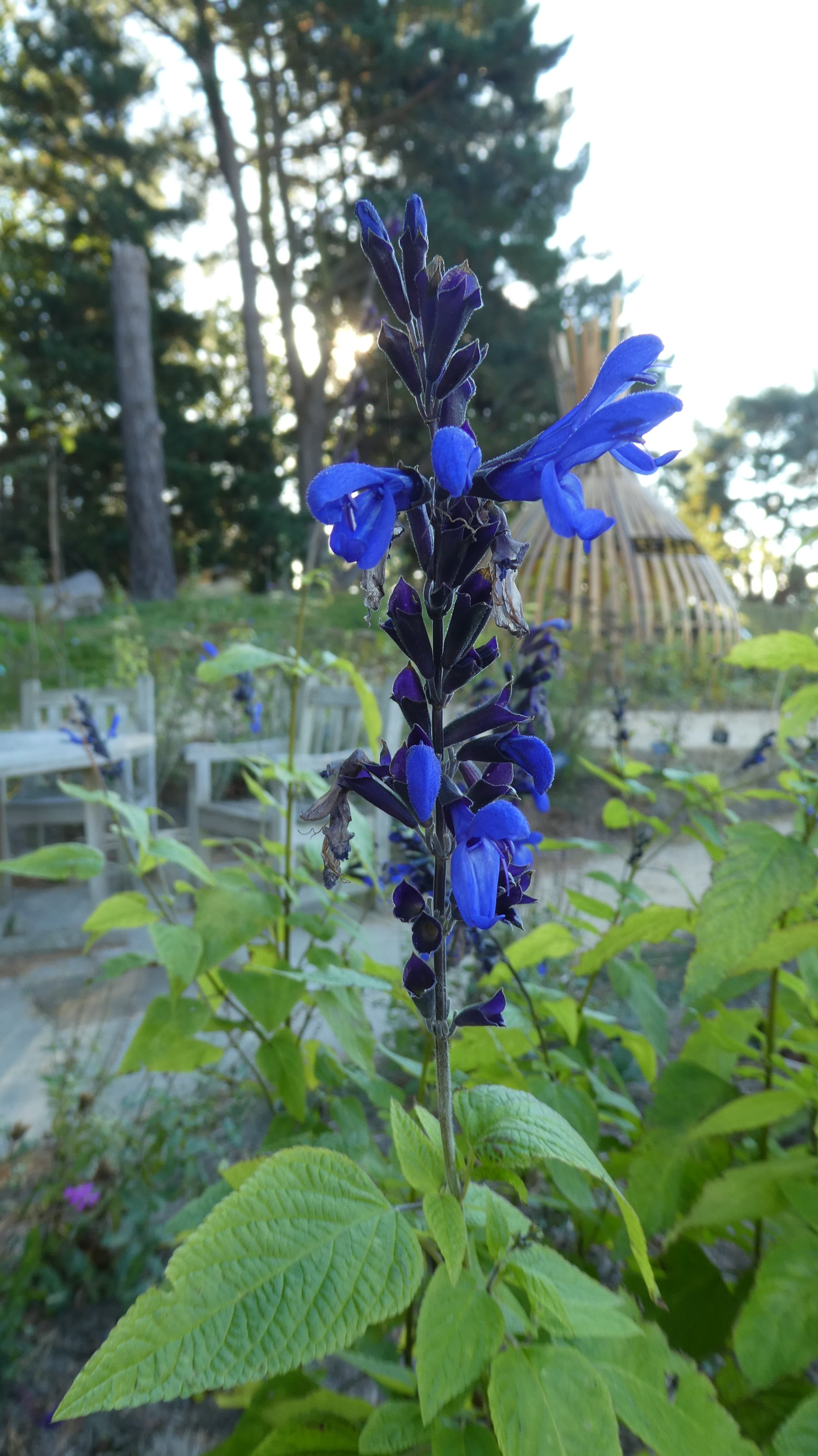 anise-scented sage 'Black and Blue'