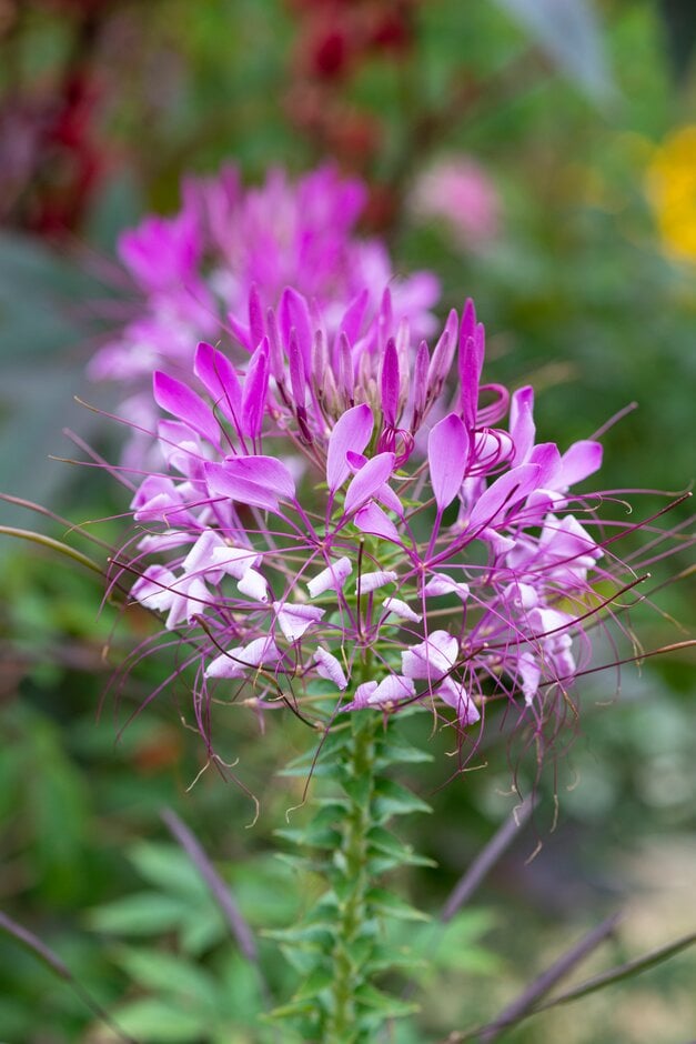 spider flower 'Violet Queen'