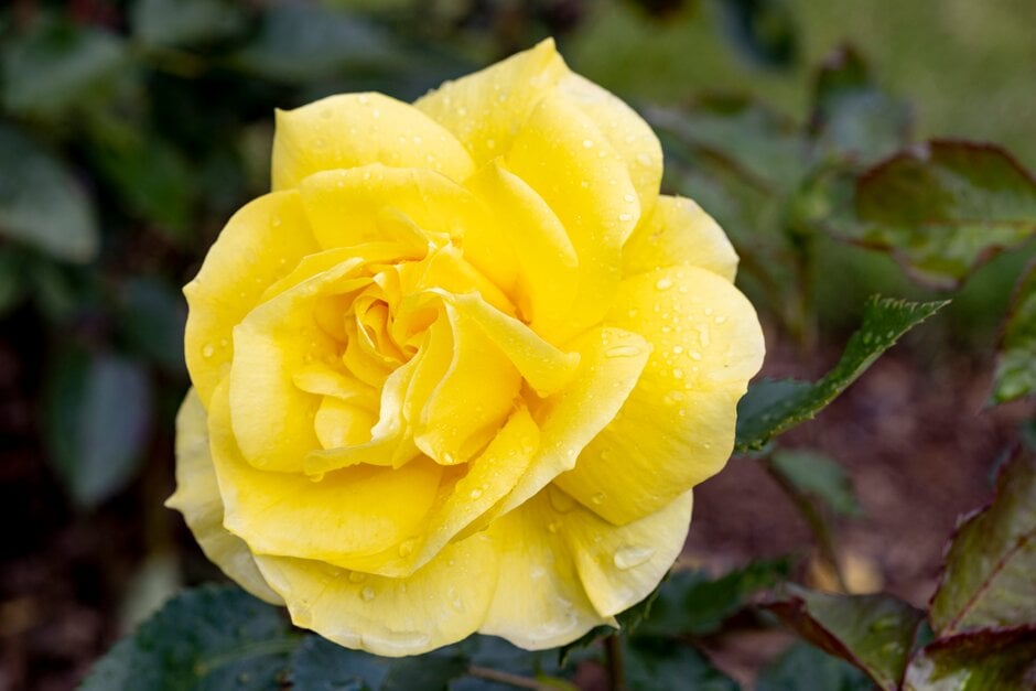 rose 'Korresia'
