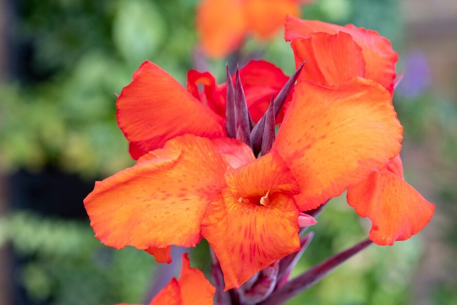 canna [Tropicanna Black]
