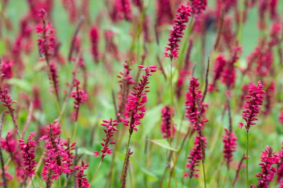 red bistort 'Red Baron'