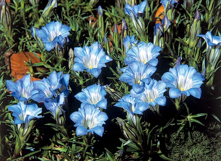 gentian 'Alex Duguid'