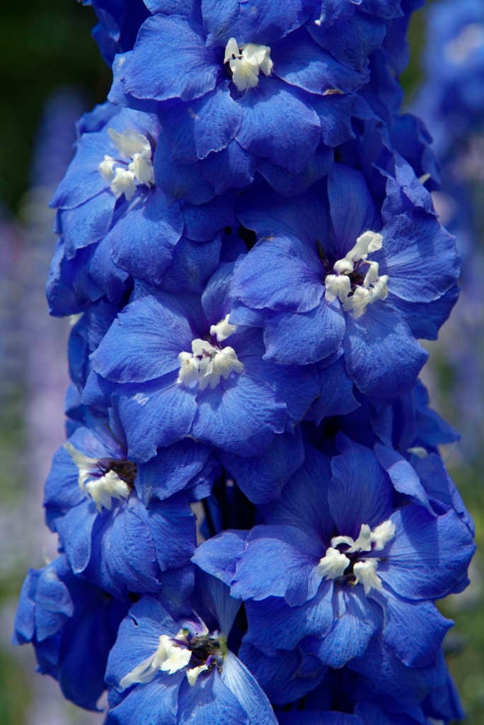 delphinium 'Blue Nile'